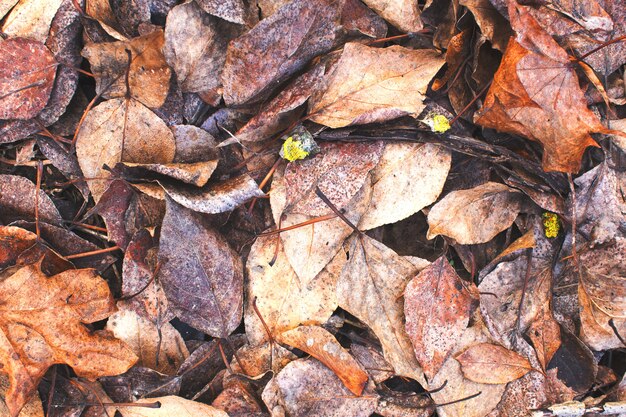 herfst gevallen bladeren achtergrondstructuur