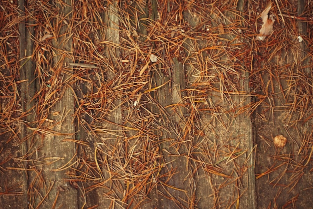 Herfst gouden achtergrond gedroogde sparren naalden op een houten achtergrond