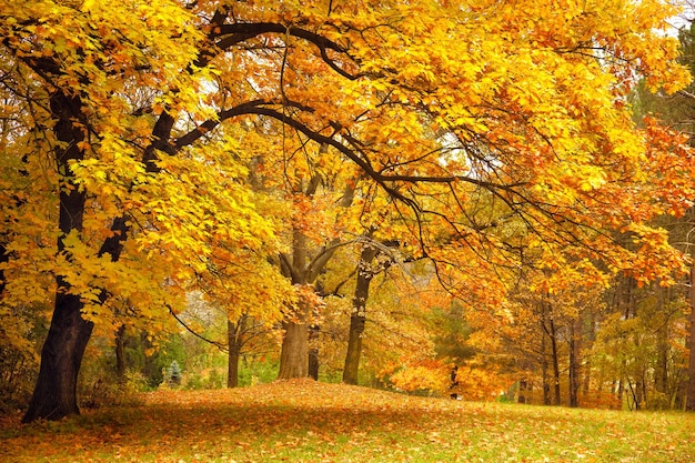 Herfst gouden bomen in een park