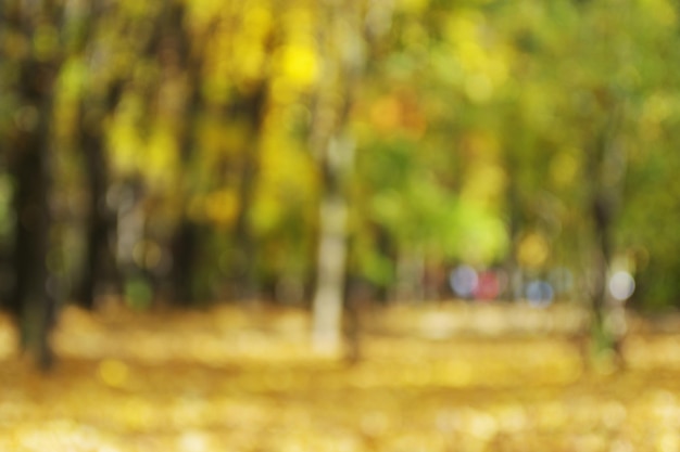 Herfst gouden bos blured achtergrond