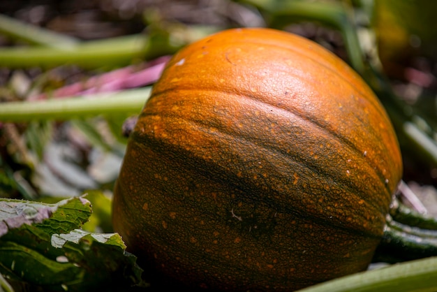 Herfst gouden pompoen liggend op de grond