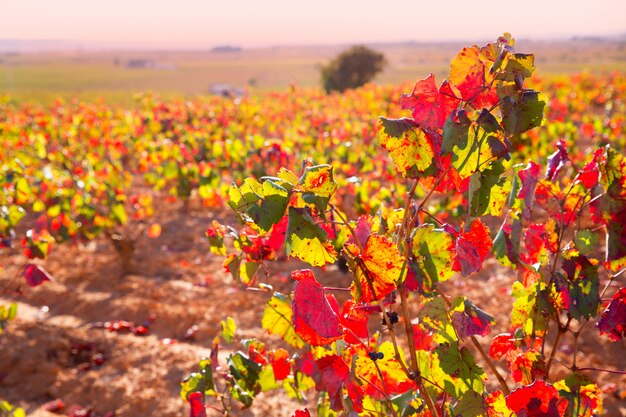 Herfst goudrode wijngaarden in Utiel Requena