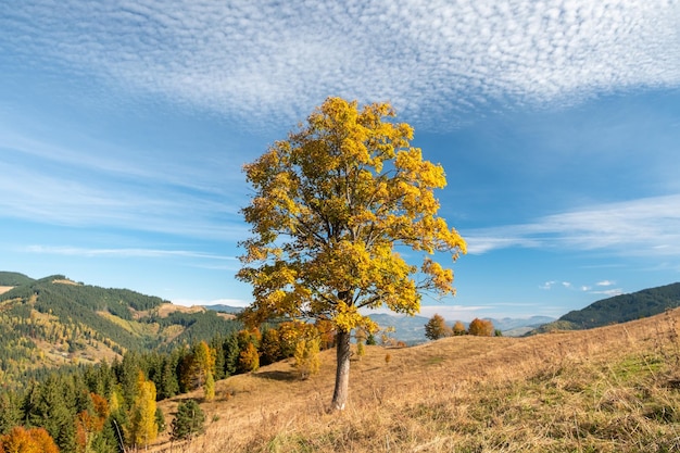 Herfst grote eik in de hooglanden van de Karpaten in Oekraïne