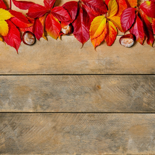 Herfst heldere geel-rode bladeren op een houten achtergrond. Met kopie ruimte. Samenstelling van kastanjes en bladeren van maiden druiven op een natuurlijke tafel gemaakt van planken. Bovenaanzicht. Flatlay.