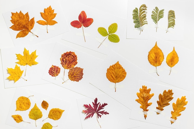 Herfst herbarium plat lag met het plakken van bladeren op witte papieren kaarten. Bovenaanzicht achtergrond