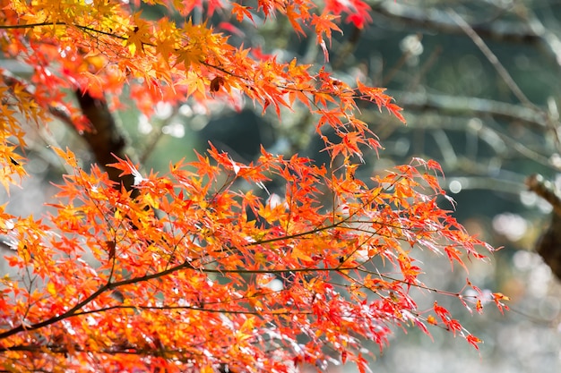 Herfst herfst achtergrond