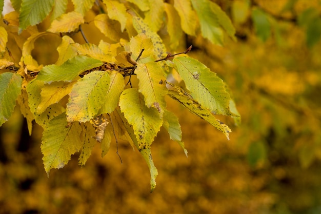 Herfst, herfst, bladeren achtergrond. een boomtak met herfstbladeren op een onscherpe achtergrond. landschap in de herfstseizoen.