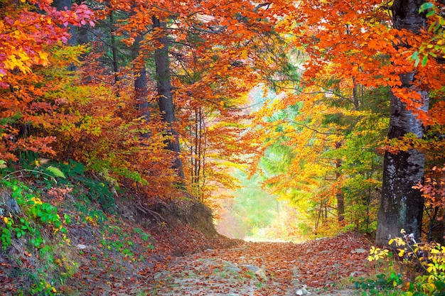 Herfst Herfst Herfstbladeren kleuren in wild boslandschap met grondweg