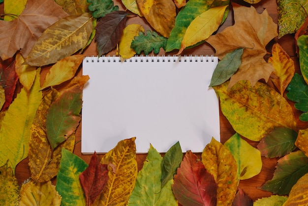 Foto herfst herfst kleurrijke bladeren mooie achtergrond.