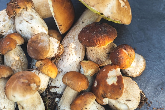 Herfst herfst samenstelling rauwe eetbare paddenstoelen penny bun op donkere zwarte stenen leisteen achtergrond eekhoorntjesbrood