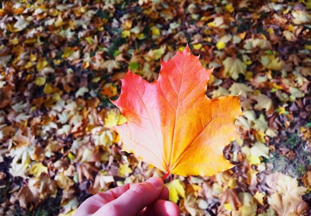 Herfst herfstblad in de hand bokeh achtergrond