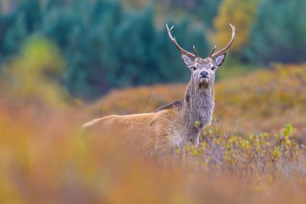 Herfst hert