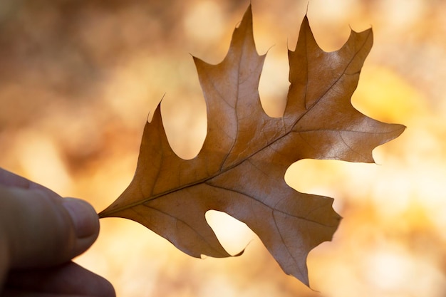 Herfst Het bruine laatste herfstblad in de hand van een vrouw op een onscherpe achtergrond November Ruimte voor tekst