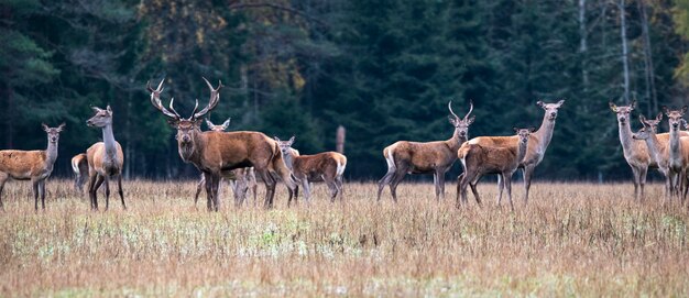 Herfst idylle Een grote kudde herten aan de rand van het bos