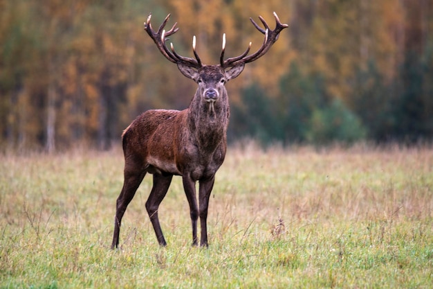 Herfst idylle Mooi hert op zoek naar een vriendin behang