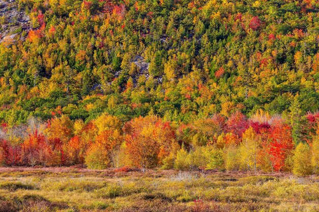 Herfst in Acadia National Park Maine, VS