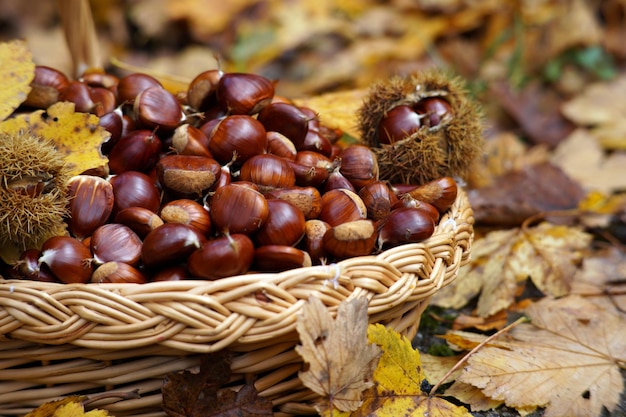 Herfst in Calabrië Italië