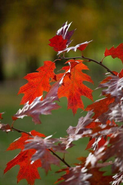 Foto herfst in de stad