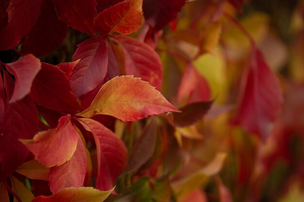 Foto herfst in de stad