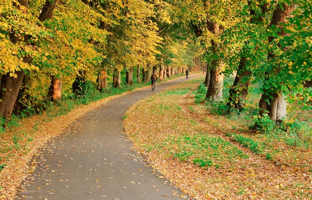 Herfst in Denemarken weg door kleurrijke herfstbladeren boom