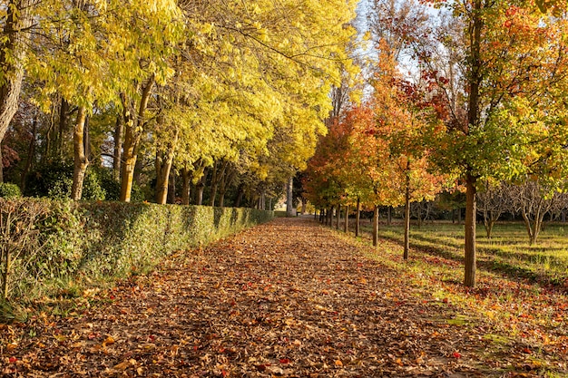 Herfst in een bos van bomen op een zonnige dag met gele bladeren