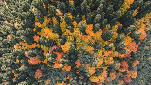 Herfst in het bergbos