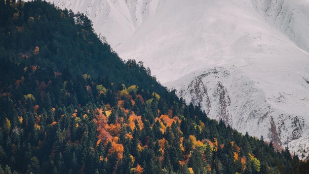 Herfst in het bergbos