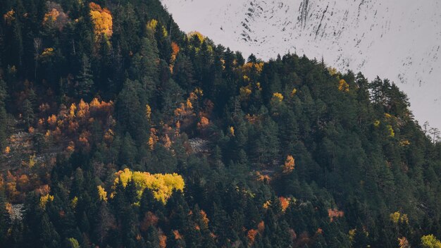 Herfst in het bergbos