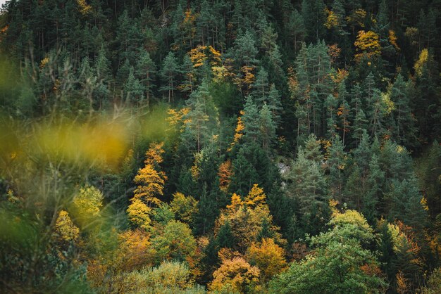 Herfst in het bergbos