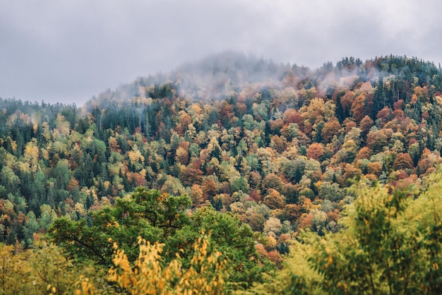 Herfst in het bergbos