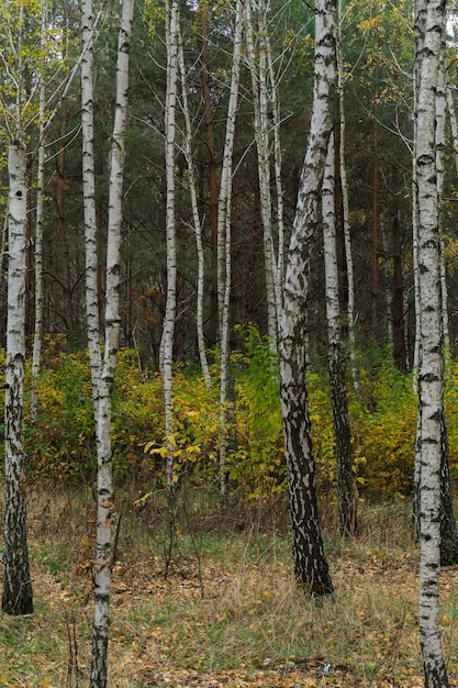 Herfst in het berkenbos. Gele gevallen bladeren.