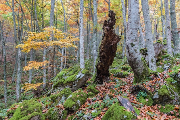 herfst in het beukenbos van El Gumial, Asturië