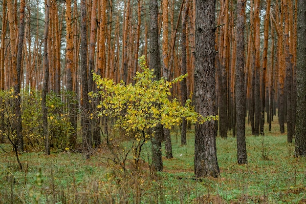 Herfst in het bos bos