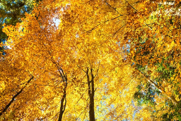 Herfst in het bos Natuurlandschap met roodoranje gele bomen en bladeren