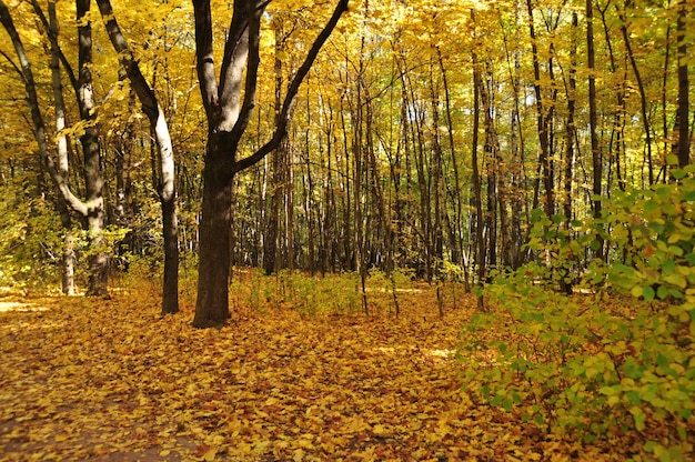 Herfst in het bos. Op de grond liggen gele bladeren die van de bomen zijn gevallen. Achtergrond, herfst.