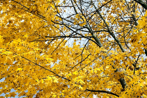 Herfst in het park, bomen en gebladerte in de herfst, de locatie - een park,