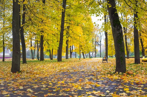 Herfst in het park. Bomen met kleurrijke bladeren