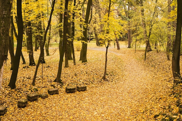 Herfst in het park Landschap met de weg Gele esdoornbladeren in oktober