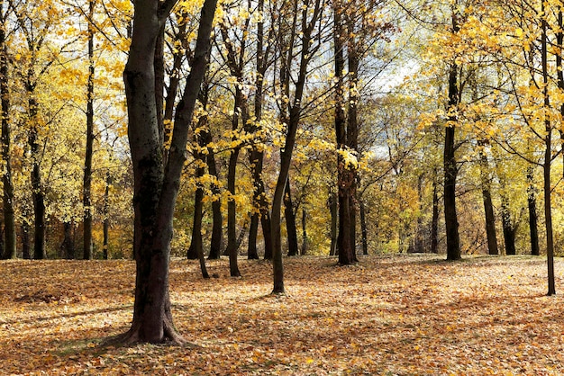 herfst in het park