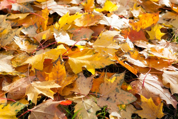 herfst in het park