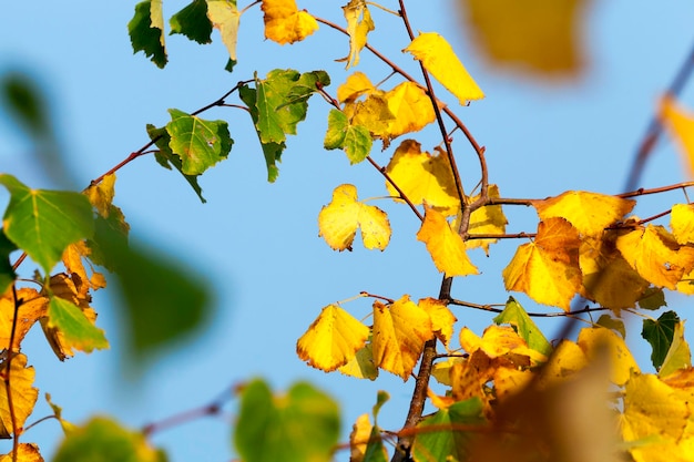 herfst in het park