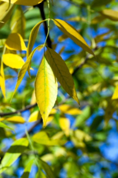 Herfst in het park