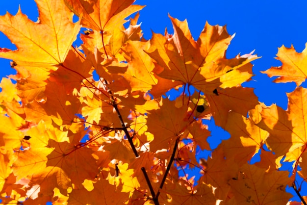 herfst in het park