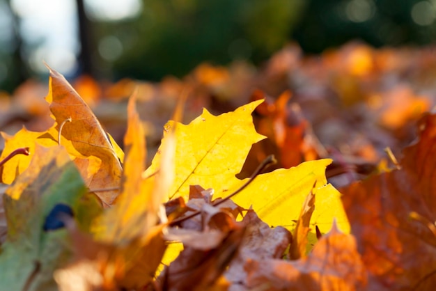 herfst in het park