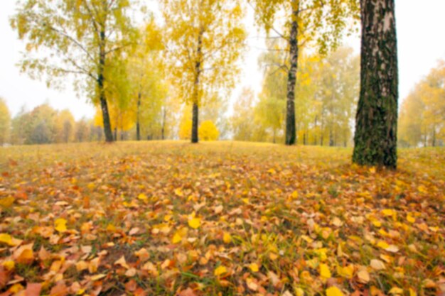 herfst in het park