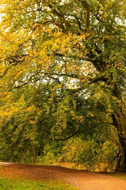 Herfst in het park