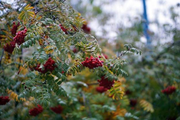 Herfst in Italië Calabrië