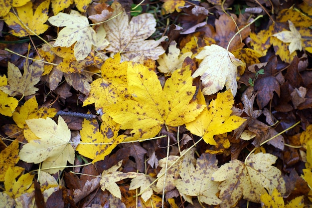 Herfst in Italië Calabrië