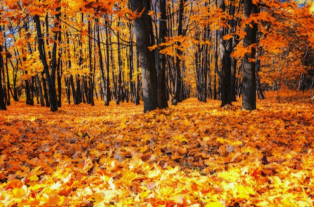 Herfst in Russisch park