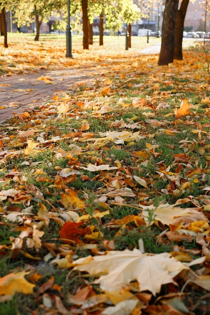 Herfst jnlt bladeren op het gazon in het stadspark in de herfst